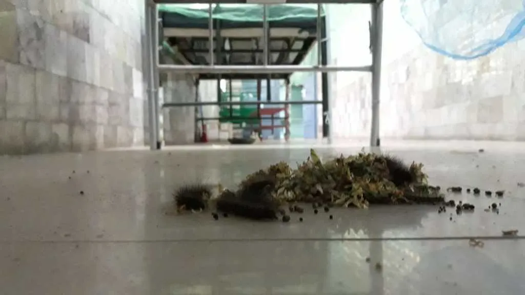Cattle in the hospital ..